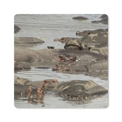 Produktbild von MuchoWow® Mauspad Mousepad Nilpferd - Teich 30x30 cm - Mousepads - Maus Mat - Pad - Mausunterlage - Gaming