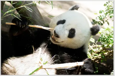 Produktbild von Wallario Wandbild Panda knabbert an Bambusstücken, Größe: 61 x 91,50 cm, Poster mit weißem Aluminiumrahmen