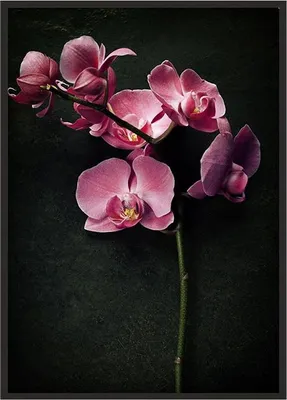 Produktbild von Bildplakat im Rahmen 43x33 cm Orchidee P1236