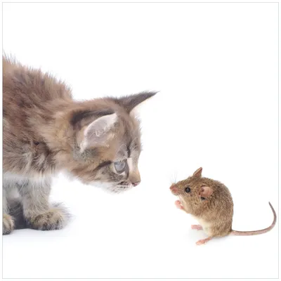 Produktbild von Wallario Möbeldesign -  Glasplatte, Schutzplatte mit Motiv - geeignet für Ikea Lack Tisch, Größe: 55 x 55 cm, Motiv: Katze und Maus beim Spielen - weißer Hintergrund
