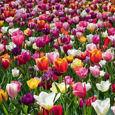 Produktbild von Mischung aus 20- bis 60-tägigen Tulpen - Tulpenzwiebeln - Farbmischung - Blumenzwiebeln - Frühlingsblüher - Gartenpflanzen - Wird bis zu 25-60 cm groß