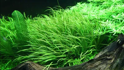 Produktbild von Aquarium Pflanze Blyxa japonica Rosette Tropica Nr.057 TC in Vitro