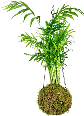 Obrázok produktu pre Gardnerova kocedama Chamaedorea elegans (S)