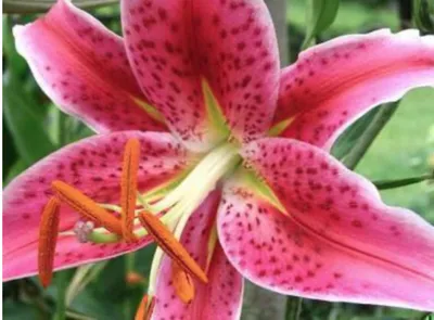 Zdjęcie produktu dla 5 x Lilium hybr. 'Stargazer' - Blumenzwiebel