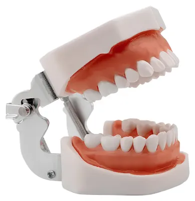 Immagine prodotto di Modello dentale della mascella umana RESTEQ con denti rimovibili, 28 denti