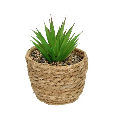 Obrázek produktu pro Dekorace Aloe 20 cm