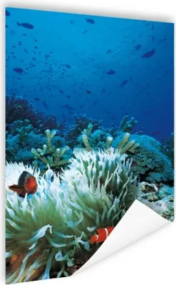 Produktbild von MuchoWow® Poster Unterwasserwelt mit Clownfischen 60x90 cm - Wanddekoration