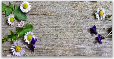 Produktbild von Tulup Leinwand-Bilder 140x70 Wandbild Canvas Kunstdruck Gänseblümchen Pflanzen