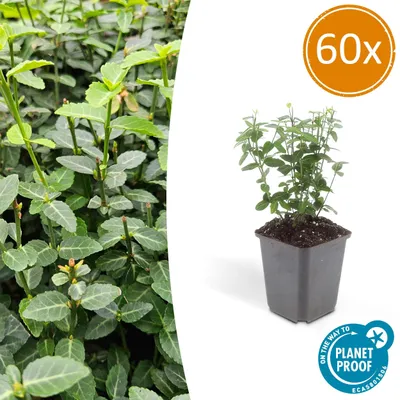 Produktbild von Bodendecker – Euonymus fortunei radicans – 9-cm-Topf – Set mit 60 Pflanzen