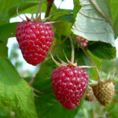 Close-up of ripe and unripe raspberries on a branch with green leaves.