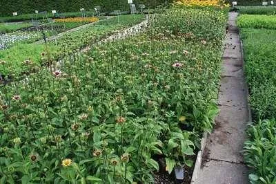 Zdjęcie produktu dla 6 x Echinacea purp. 'Ruby Giant' - jeżówka - doniczka 9 x 9 cm