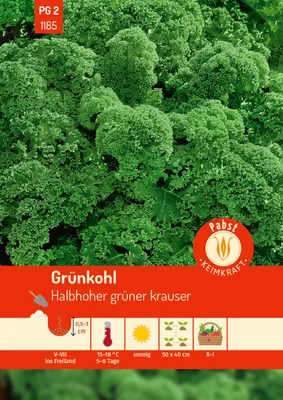Produktbild von Pabst Keimkraft - Grünkohl halbhoch & gekraust Halbhoher grüner krauser Samen - 171185