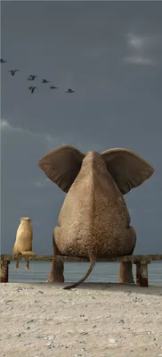 Produktbild von Türtapete Türposter Elefant und Hund sitzen auf einer Bank - Größe: 93 x 205 cm