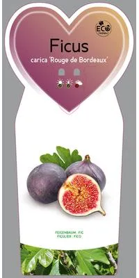 Produktbild von Ficus carica 'Rouge de Bordeaux' - Feige 'Rouge de Bordeaux' | 25 cm im topf