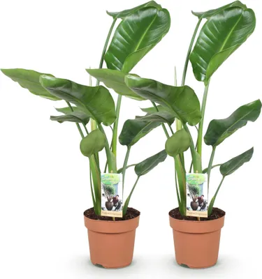 Obrázek produktu pro Strelitzia nicolai - Dve nenárocné strelitzie - 17cm - výška 70 - 90cm