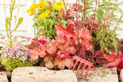 Produktbild von Heuchera x cultorum 'Indian Summer Gojiberry', Purpurglöckchen, 2 Liter Topf