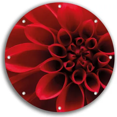 Produktbild von Wallario rundes Outdoor-Poster für Garten oder Balkon, Motiv Rote Dahlienblüte in Nahaufnahme, 30 cm Durchmesser