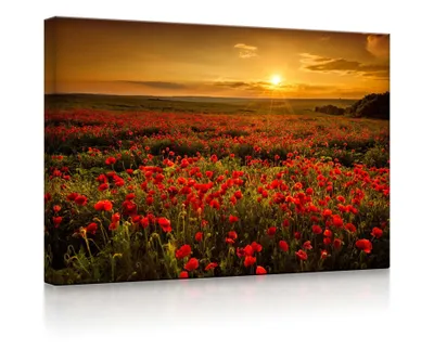 Produktbild von lightbox multicolor | Beleuchtete Bilder | Mohnblütenfeld bei traumhaftem Sonnenuntergang | 100x70 cm | fully lighted