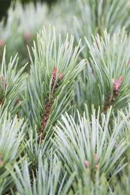 Produktbild von Pinus flexilis 'Vanderwolf's Pyramid', Limber-Kiefer, 30–40 cm
