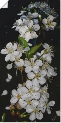 Produktbild von ARTland Poster Baumblüte Größe: 30x60 cm