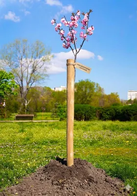Produktbild von Haselnuss Pflanzpfahl ø 4-5 cm 90cm- Robuste Pflanzpfähle für Garten, Zaunbau & Konstruktionen
