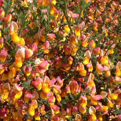 Productafbeelding van 2 x Olifantshoornbrem - Cytisus 'La Coquette' | 40-60 cm in pot