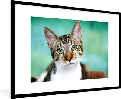 Produktbild von MuchoWow® MuchoWow® Gerahmtes Poster Katze - Porträt - Augen 90x60 cm - Poster mit zchwarzem Bilderrahmen - Wanddekoration - Fotos