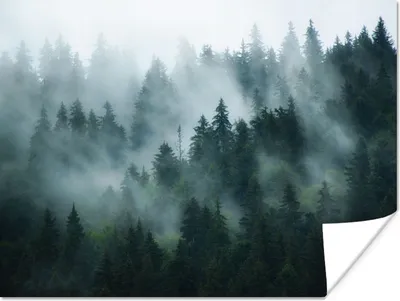 Produktbild von MuchoWow® Poster Nebel - Bäume - Wald 120x90 cm - Wandbild