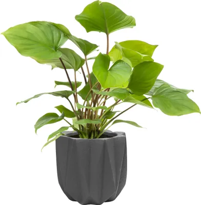 Obrázok produktu pre QUVIO Cementový kvetináč - Kvetináč - Vnútorné kvetináče - Vonkajšie kvetináče - Kvetináč - Kvetináče - 15 x 15 x 14 cm - Sivá