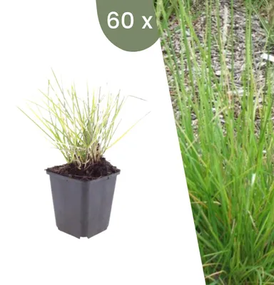 Produktbild von Plants by Frank | 60 Herbst-Kopfgras Pflanzen | Sesleria Autumnalis | Ziergräser | Winterhart | Mehrjährig | Gartenpflanzen