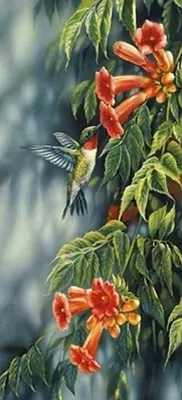 Image de Broderie de diamants Beau colibri 55x115