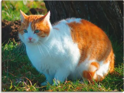 Produktbild von ARTland Leinwandbild Entspannte Katze Größe: 40x30 cm