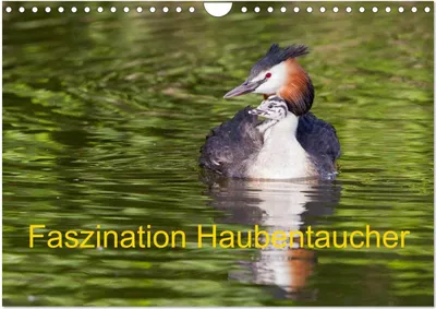 Produktbild von Faszination Haubentaucher (Wandkalender 2025 DIN A4 quer), CALVENDO Monatskalender
