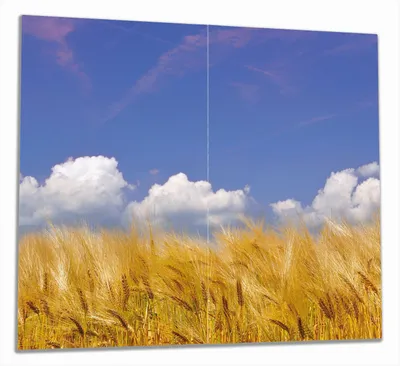 Produktbild von Wallario Herdabdeckplatte aus Glas, Größe 60 x 52 cm 2-teilig, Motiv Kornfeld unter blauem Himmel