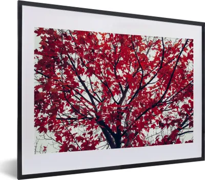 Produktbild von MuchoWow® Gerahmtes Poster Ahorn - Blätter - Herbst - Natur 40x30 cm - Poster mit Schwarzem Bilderrahmen Wandposter Rahmen Foto Bilder - Bilderrahmen - Poster im Rahmen