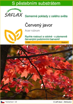 Obrázek produktu pro SAFLAX - červený javor - Acer rubrum - 20 Semena - S pěstebním substrátem bez klíčků