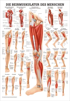 Produktbild von Die Beinmuskulatur Mini-Poster Anatomie 34x24 cm medizinische Lehrmittel