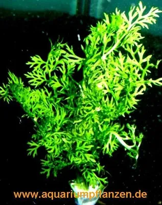 Produktbild von 1 Bund Ceratopteris thalicroides, Sumatrafarn fein