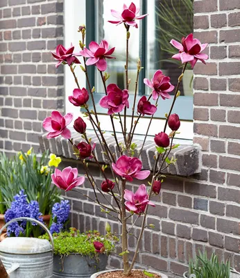 Produktbild von BALDUR Garten 1x Magnolie Genie® winterhart, Pflanze im 2 Liter-Topf, winterhart, Tulpenmagnolie, Magnolienbaum, für Standort in der Sonne geeignet, blühend, Magnolia soulangiana