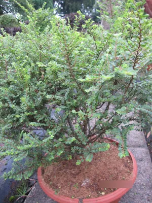 Produktbild von Ulmus parviflora Seiju - chinesische Zwergulme Seiju 60-80