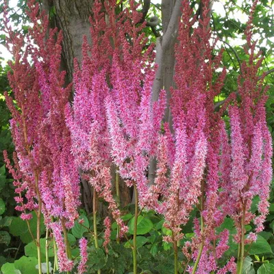 Immagine prodotto di 6 x Astilbe chinensis 'Superba'  | Vaso 9 cm x 9 cm