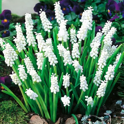 Produktbild von Muscari Blumenzwiebeln Zwiebeln Blumen Traubenhyazinthe Album 10 St.