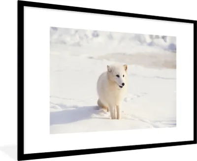 Produktbild von MuchoWow® MuchoWow® Gerahmtes Poster Fuchs - Schnee - Weiß 90x60 cm - Poster mit zchwarzem Bilderrahmen - Wanddekoration - Fotos