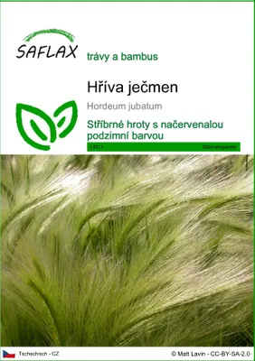 Obrázek produktu pro SAFLAX - hříva ječmen - Hordeum jubatum - 70 Semena