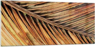 Produktbild von Bilder auf glas - Einteilig - Orange Blatt Tropisch - 120x50cm - Glasbilder - Wandbilder - Bilder - zum Aufhängen bereit - Wanddekoration aus Glas - Glas Bilder - Wandbild auf Glas - GAB120x50-4876