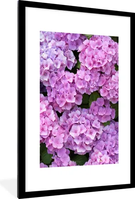Produktbild von MuchoWow® Gerahmtes Poster Blumen - Hortensie - Strauch - Rosa - Blütenblätter 60x90 cm - Poster mit Schwarzem Bilderrahmen Wandposter Rahmen Foto Bilder - Dekoration - Wandposter Wohnzimmer - Hochwertig