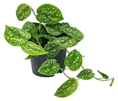 Produktbild von Gefleckte Efeutute Scindapsus pictus ‘Argyraeus’ Ø12 cm, ↕15 cm