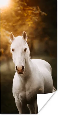 Produktbild von MuchoWow® Poster Pferd - Licht - Sonne 75x150 cm - Dekoration für die Wände