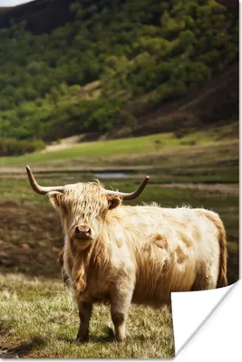 Produktbild von MuchoWow® Poster Schottische Highlander - Pfad - Wald 120x180 cm - Kunstposter