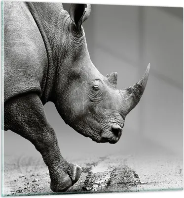 Produktbild von Bilder auf glas - Einteilig - Nashorn Monochrom Tier - 30x30cm - Glasbilder - Wandbilder - Bilder - zum Aufhängen bereit - Wanddekoration aus Glas - Glas Bilder - Wandbild auf Glas - GAC30x30-4954